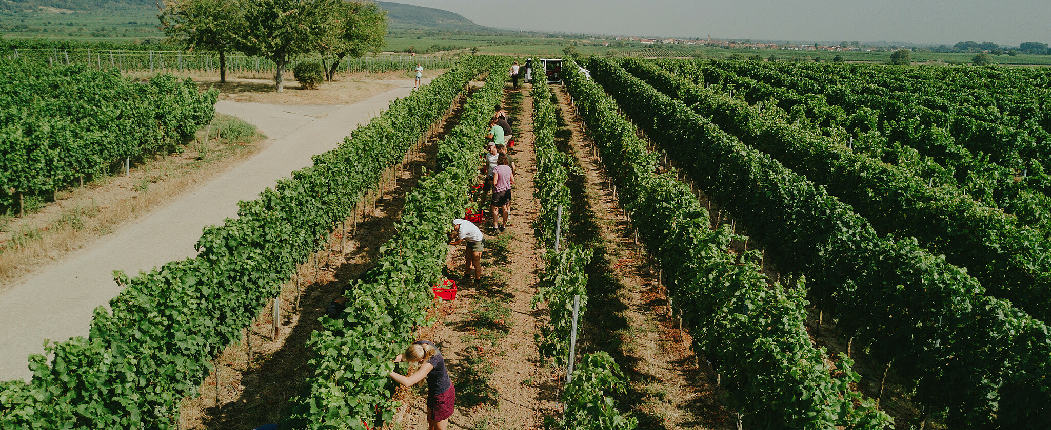 Studierende bei der Weinlese