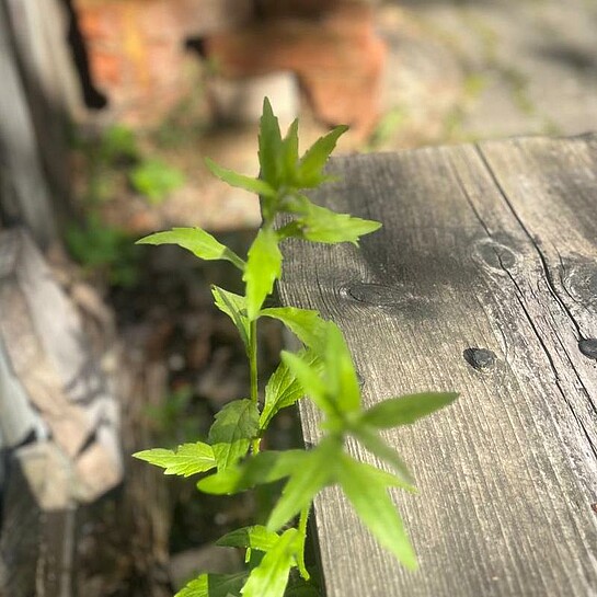 Replacement image 01 Team IMÖVG